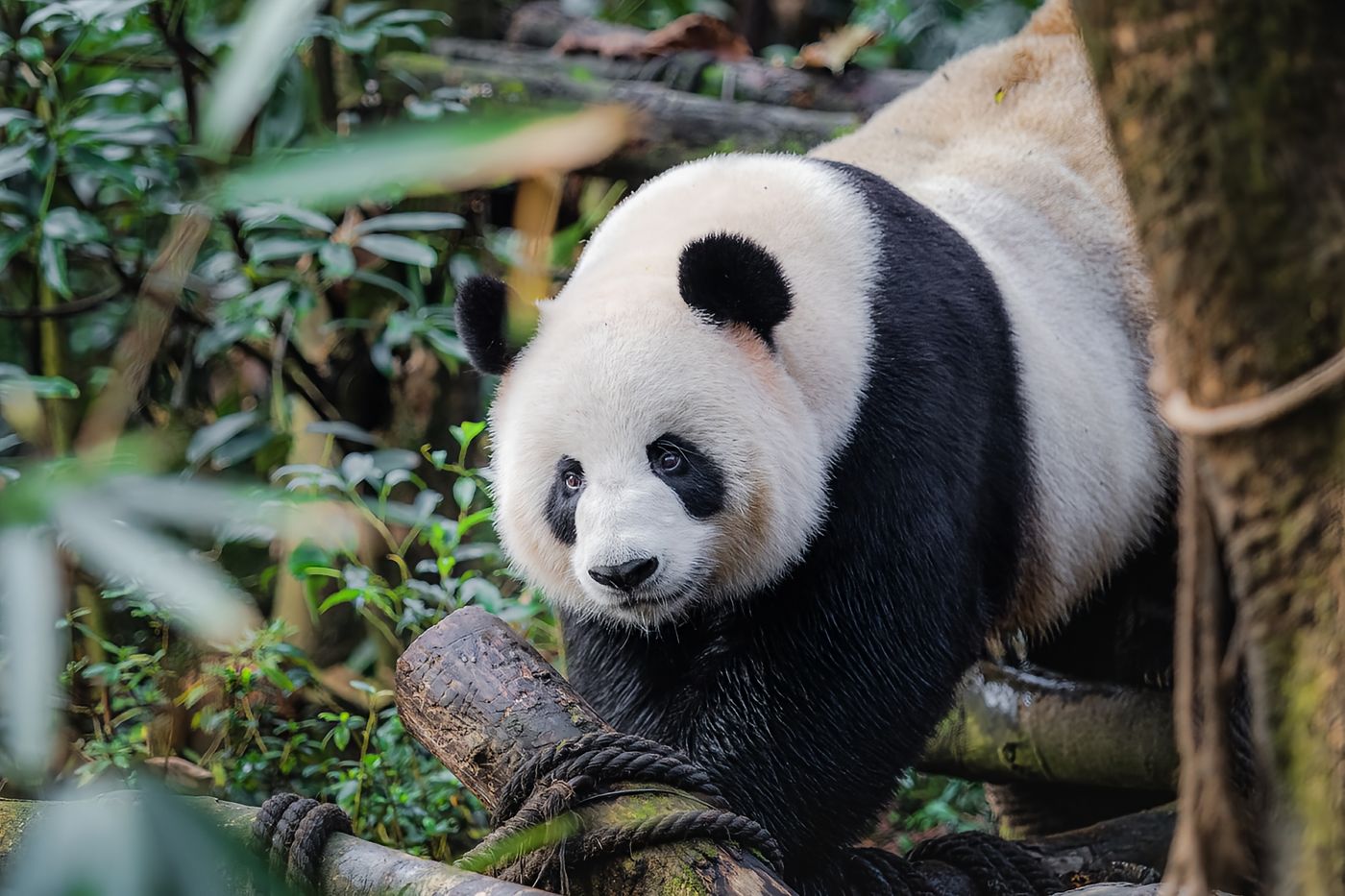 大熊猫4 1-Day Tour|Leshan Grand Buddha Scenic Area and Panda Base - Image 1