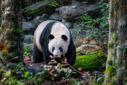 Half-day Tour｜Chengdu Research Base of Giant Panda Breeding