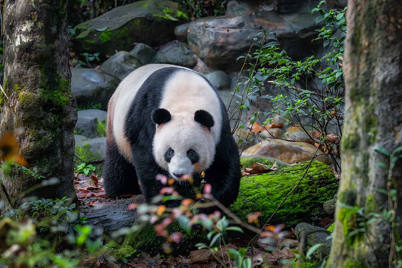 大熊猫2 Half-day Tour|Chengdu Research Base of Giant Panda Breeding - Image 1