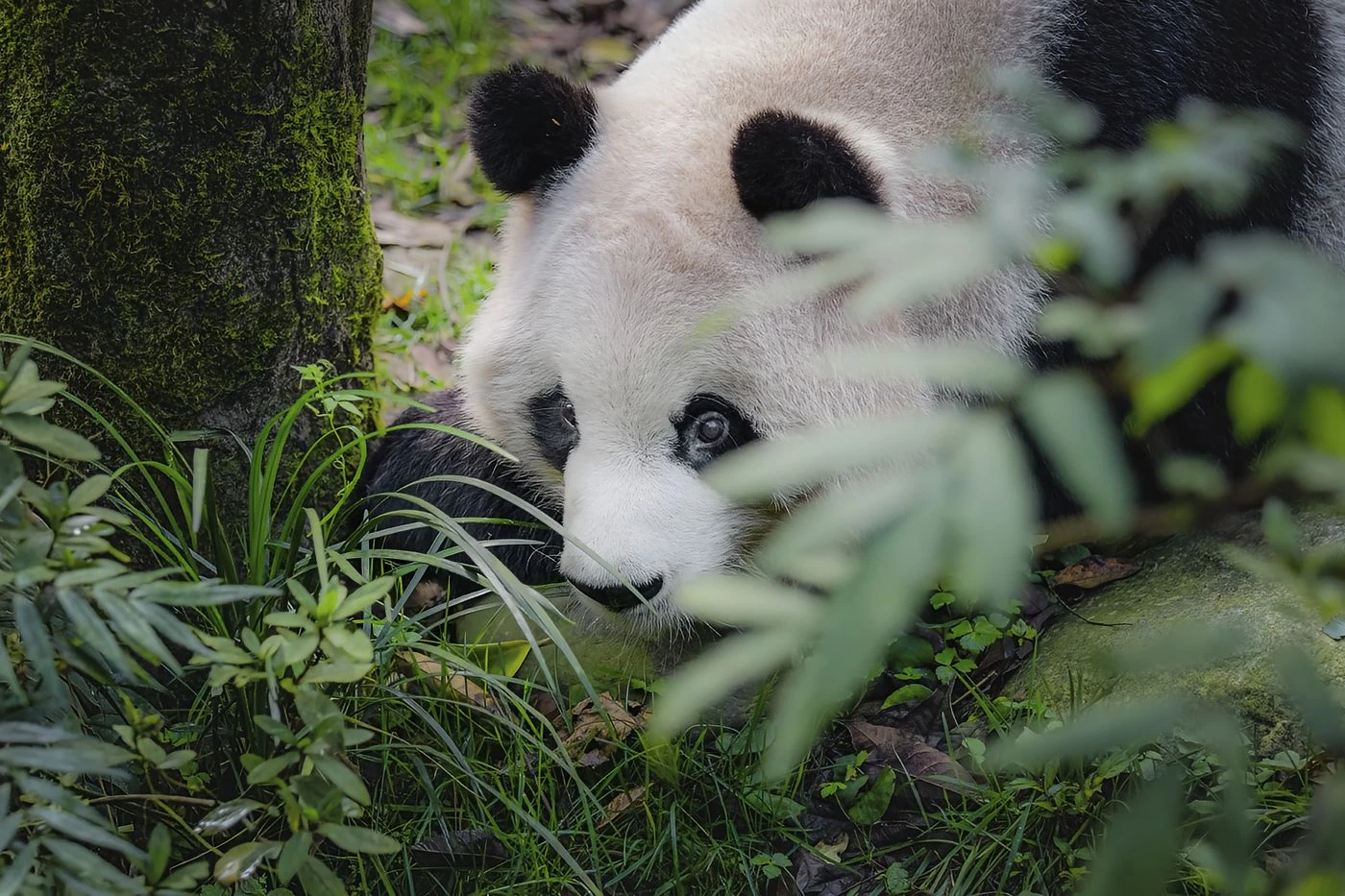 Close-up view of a young giant panda