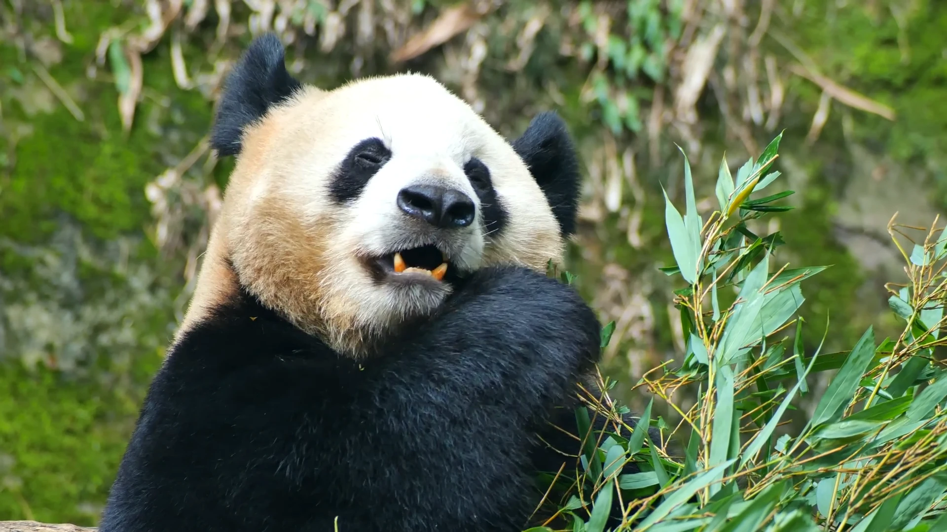 Giant panda eating bamboo in China