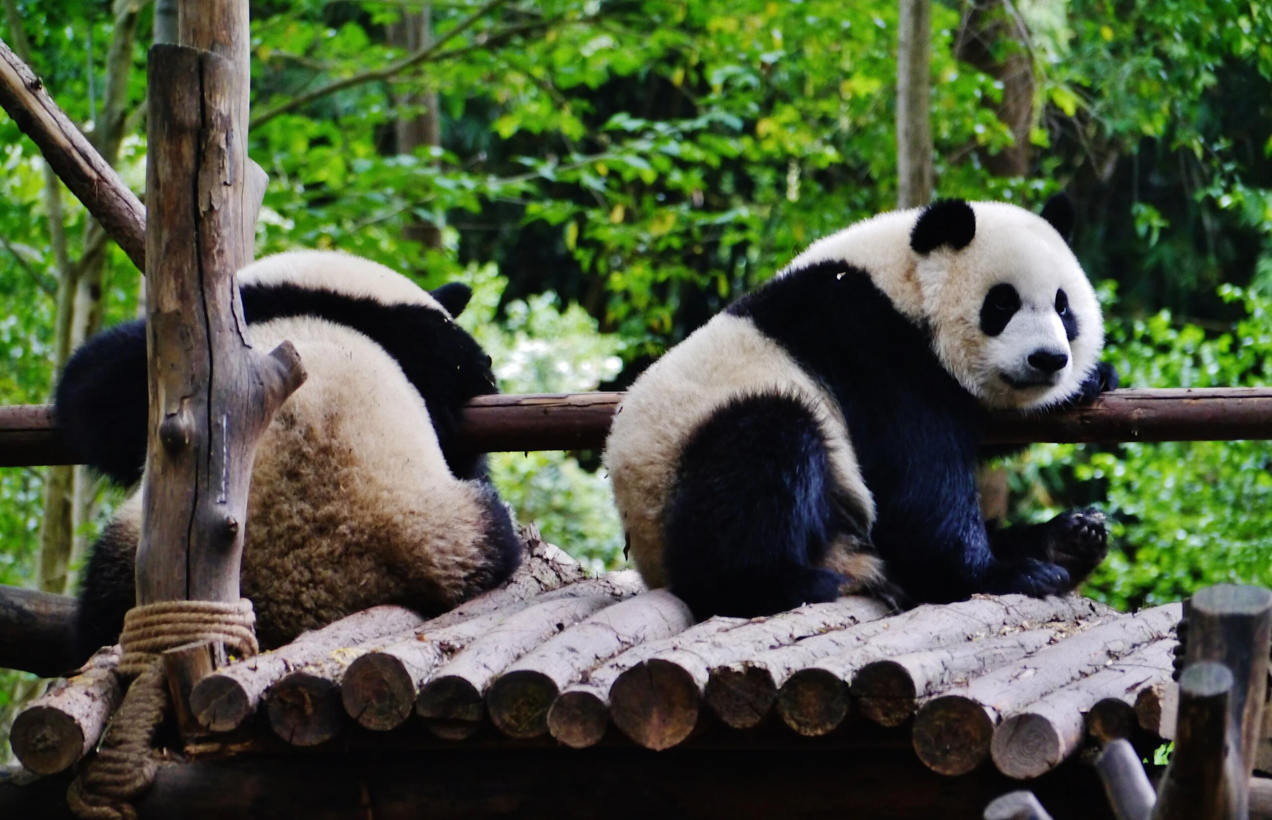 A giant panda at Chengdu panda base